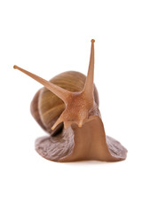 Snail slowly creeps