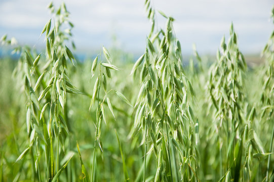 Oats In The Field