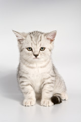 Fototapeta na wymiar British kitten