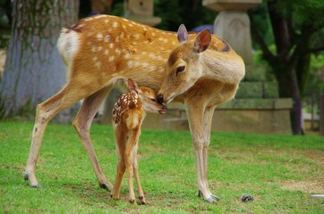 NAUGHYT CHILD bambi