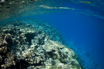 Naklejka na ściany i meble underwater tropical coral reef