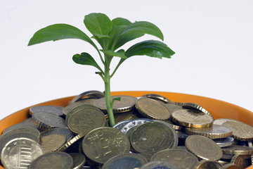 Pflanze wächst aus einem mit Geld gefülltem Blumentopf