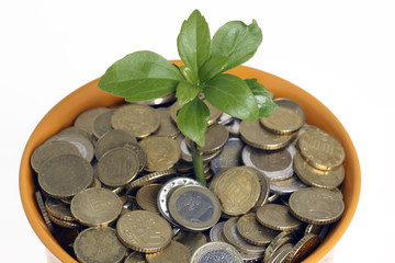 Pflanze wächst aus einem mit Geld gefülltem Blumentopf