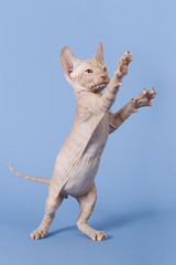 Don Sphynx Kitten 17985