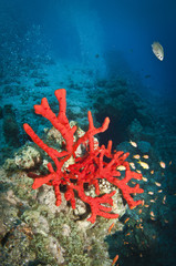 red coral on tropical reef