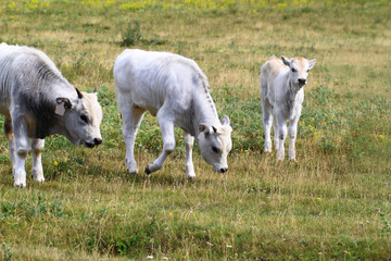 Obraz premium Hungarian grey cattle