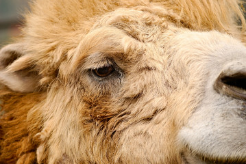 Fototapeta premium camel