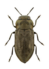 Anthaxia quadripunctata