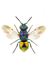 Pseudomalus auratus