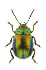 Chrysolina fastuosa