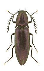 Ctenicera cuprea