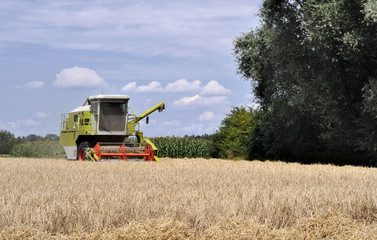 Obraz premium Maedrescher im Sommer mit Getreidefeld