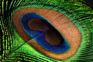 peacock feather eye