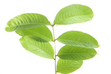 Green leaf isolated in white background