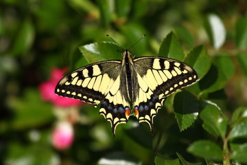 Obraz na płótnie Canvas Machaon butterfly on a flower Zinnia