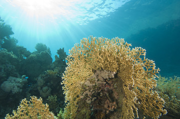 Underwater coral reef scene with fire coral