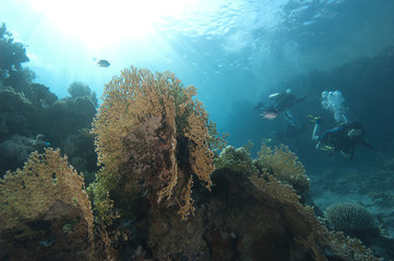 Fototapeta na wymiar Podwodne sceny rafa koralowa z nurkami