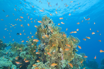 Fototapeta na wymiar Piękna scena rafa koralowa
