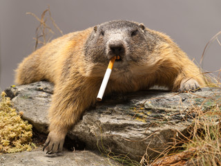 raucher