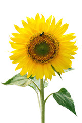 Obraz premium Sunflower and insect.
