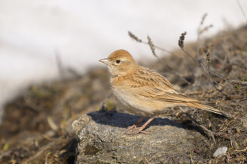 Greater Short-toed Lark - Calandrella brachydactyla