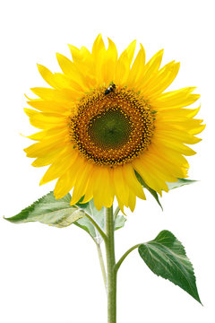Sunflower and insect.
