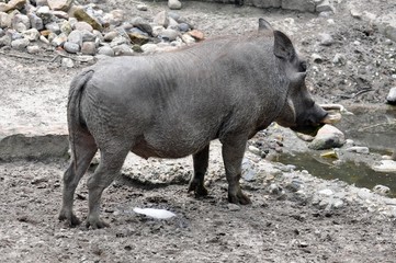 Fototapeta na wymiar Warzenschwein