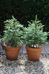 two young pine trees