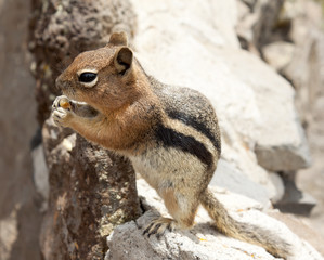 Chipmunk