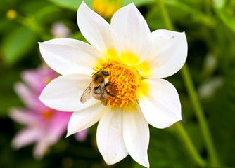 Bee on the wite flower