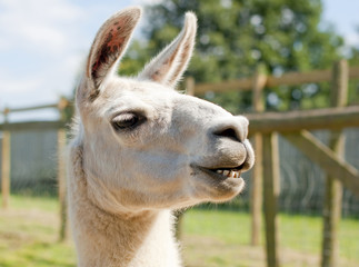 Obraz premium A smiling lama