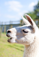 Obraz premium Lama