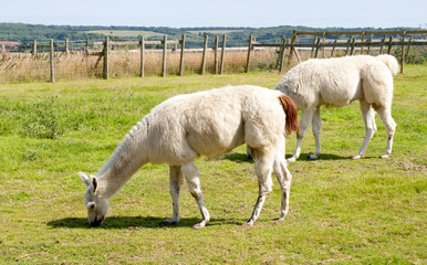 Grazing lama