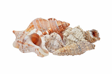 Empty seashell of marine mollusc rapana venosa (thomassiana)