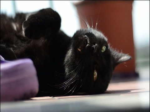 Gatto in relax