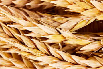 Wheat closeup