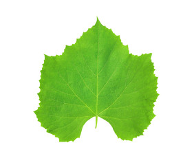 wine leaf