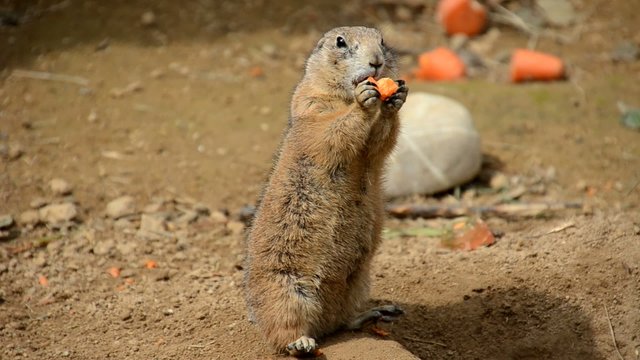 Erdm&auml;nnchen