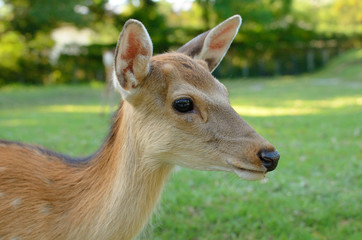 Nara Deer