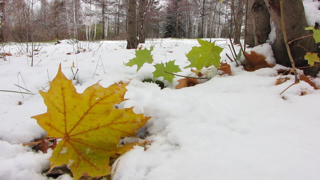 First snowfall. Yellow autumn leafs.