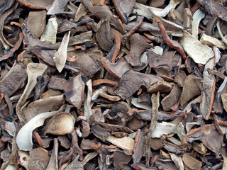 Getrocknete Rotkappen