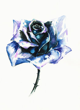 Blue rose watercolor painted