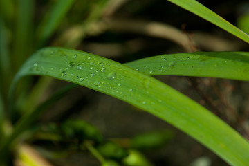 water drop on leaf