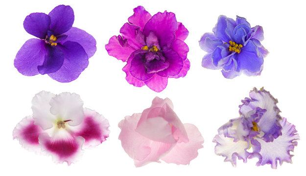 six isolated violet flowers