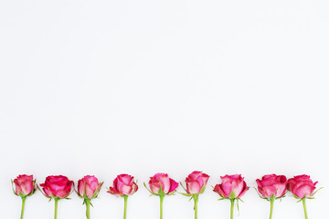 Rosenblüten in einer Reihe