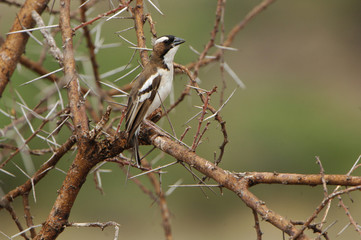Mahali à sourcils blancs
