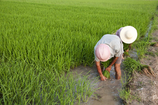Asian peasantry grow rice