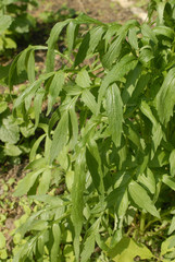 pianta valeriana