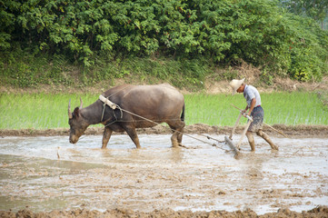 Asian peasantry use water buffalo to plow
