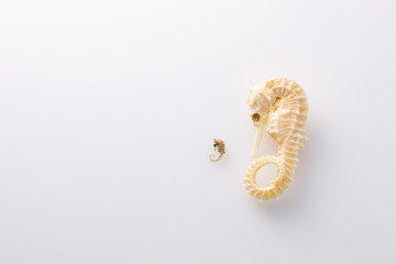 タツノオトシゴ